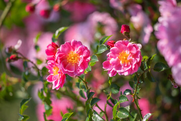 Rosehip flower in the morning sun.