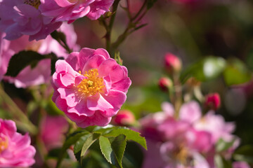 Rosehip flower in the morning sun.