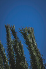 pine branches against blue sky