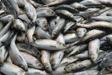 Fresh Pacific herring ( Clupea pallasii ) catch. Closeup. Sea of Okhotsk. Khabarovsk Krai, far East, Russia.