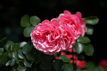 Rosehip flower in the morning sun.
