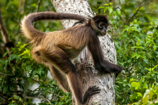 Mono araña (Ateles geoffroyi) trepando árbol en la Reserva de la Biósfera de Calakmul, Campeche.