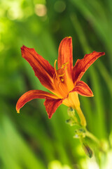 orange lily flower