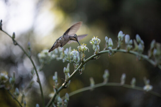 Hummingbird in the flowers