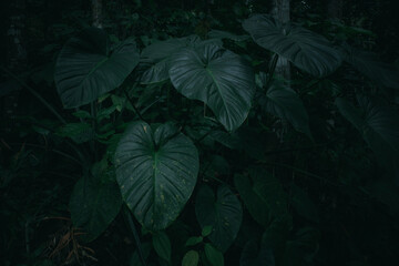 large taro leaves in the forest