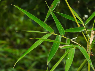 Fototapeta premium Bamboo Leaves. Bambusa tulda, or Indian timber bamboo, is considered to be one of the most useful of bamboo species. It is native to the Indian subcontinent, Indochina, Tibet, and Yunnan.
