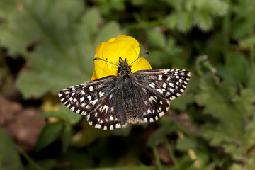 A Grizzled Skipper Butterfly nectaring on a Buttercup.