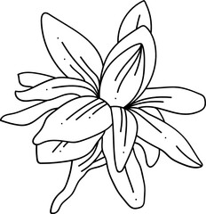 modern minimalist line art jasmine flower