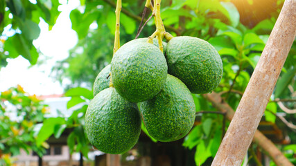The 8th avocado species in the avocado breeding park, Tak, Thailand