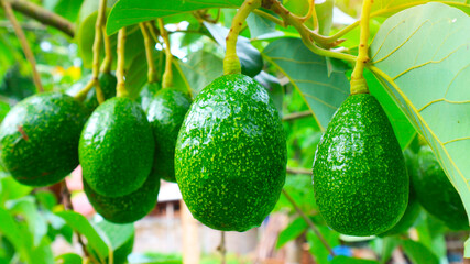 Avocado Strains Booth 8 in avocado breeding park, Tak province, Thailand