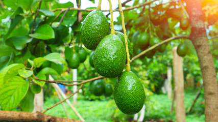 Avocado Strains Booth 8 in avocado breeding park, Tak province, Thailand