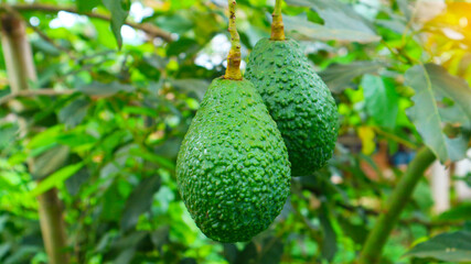 Hass avocado in avocado breeding park, Tak province, Thailand