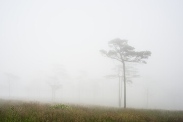 Grass and trees in the mist at Phu Soi Dao National Park, Thailand.