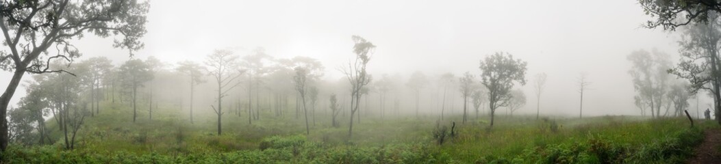 Grass and trees in the fog at Phu Soi Dao National Park, Thailand.