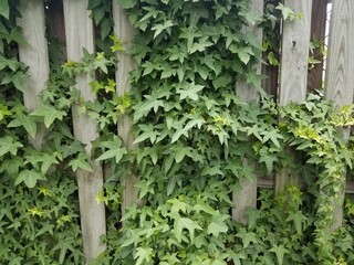 Fototapeta na wymiar green ivy leaves vine on wood fence
