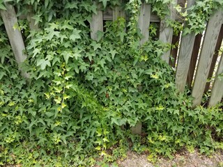 Fototapeta na wymiar green ivy leaves vine on wood fence