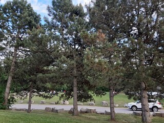 cherry blossom trees
