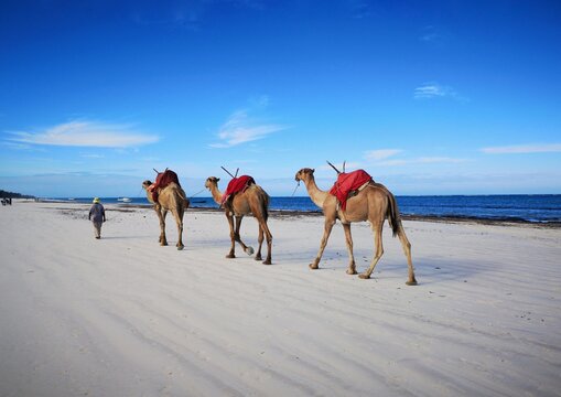 Camels On The Swahili Coast