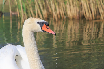 dripping water from the beak of a white swan                                                                                                                                                    