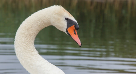 white swan head in profile on a background of water 