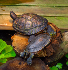 Water turtles on a log