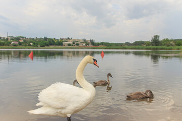 white swan with little swans on the background of a summer lake with houses 