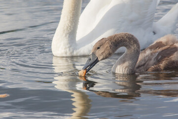 young swan holds a piece of bread in its beak  