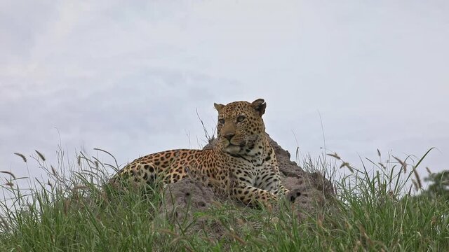 An African male Leopard resting on a termite mound in Sabi Sands Game Reserve in South Africa - close up