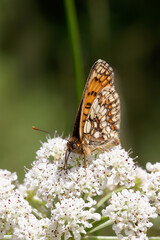 A Heath Fritillary Butterfly nectaring on small white flowers.