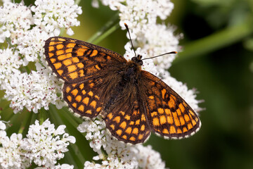 Obraz premium A Heath Fritillary Butterfly nectaring on small white flowers.
