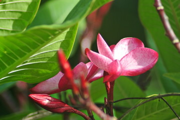 The beautiful pink flowers of the Leelai Dee tree that are popular among Thai people.