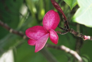 The beautiful pink flowers of the Leelai Dee tree that are popular among Thai people.