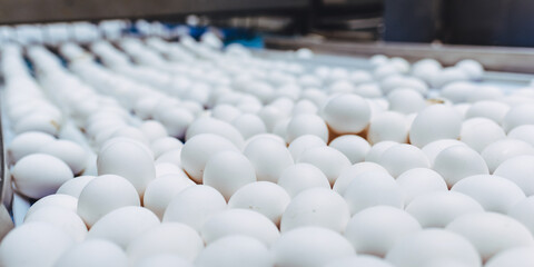 egg factory industry poultry conveyor production