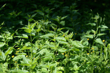 Fototapeta na wymiar Green nettle leaves in the summer forest on a sunny day. Medicinal plant in the natural environment