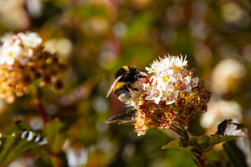 bee collects pollen on a flower on a bright sunny day