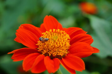The flower in the garden