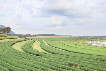 Dramatic atmosphere panorama morning view of tea plantation farm at Chiang Rai the popular tourist destination at northern path of Thailand.