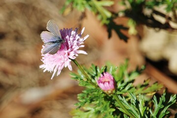  Common Grass Blue Butterfly (Zizina labradus) on pink flower, South Australia 