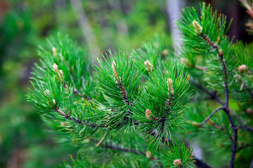 young shoots of pine cones on a pine in the spring