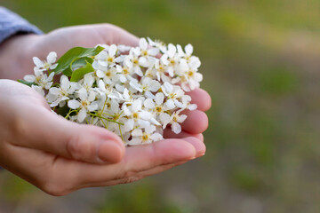 cherry flowers in the hands of a girl