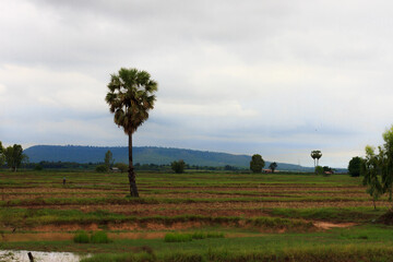 Sugar palm in the field