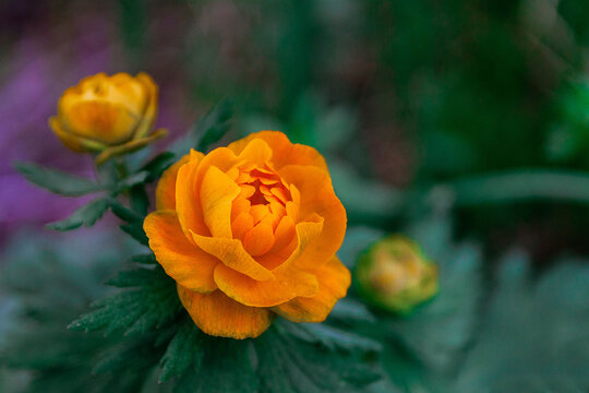 beautiful forest flower, (Trollius asiaticus) Siberian globeflower, Asian trollflower