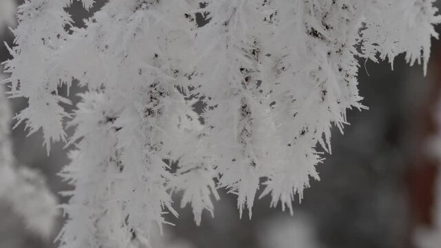 Tree branches covered by ice and snow