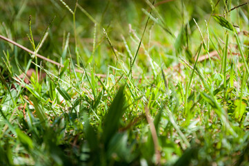 Obraz premium Close up of fresh thick grass in the early morning