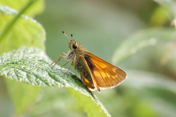 A Large Skipper Butterfly basking on a Bramble leaf.