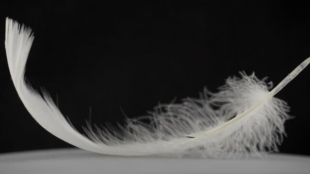 Fluffy white feather falling slowly on black background