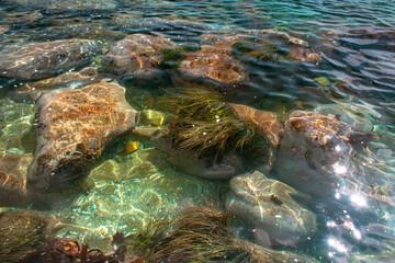 Seabed with large stones and algae