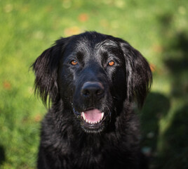 Black Golden Retriever.