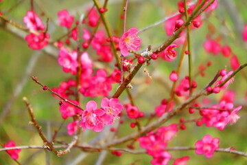 山の公園に咲く梅の花の風景1