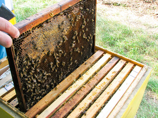 beekeeper working in the apiary. bees on the beehive